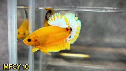 Yellow Fancy Male Betta Fish | Order Directly From Farm | You Pick Fish