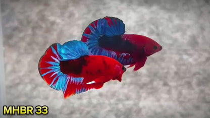Hellboy Plakat Male Betta Fish | Order Directly From Farm | You Pick Fish