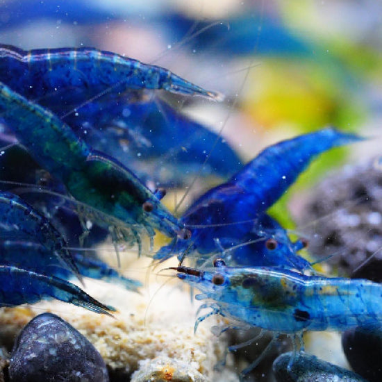 Blue Dream Neocaridina Shrimp
