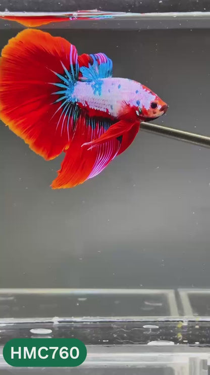 Multicolor Halfmoon Male Betta Fish | High Grade | Order Directly From Farm |  You Pick Fish |