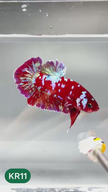 Golden Star Dust Galaxy Plakat Male Betta Fish | Super Rare | You Pick Fish