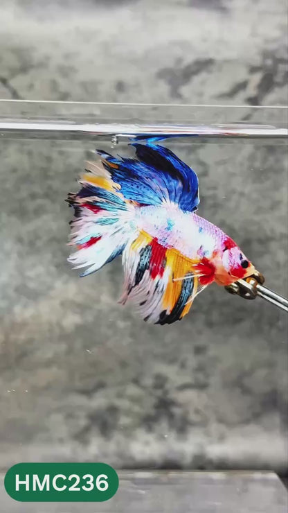 Multicolor Halfmoon Male Betta Fish | Order Directly From Farm | You Pick Fish