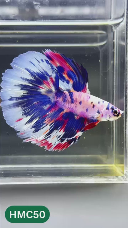 Multicolor Halfmoon Male Betta Fish | High Grade | Order Directly From Farm |  You Pick Fish