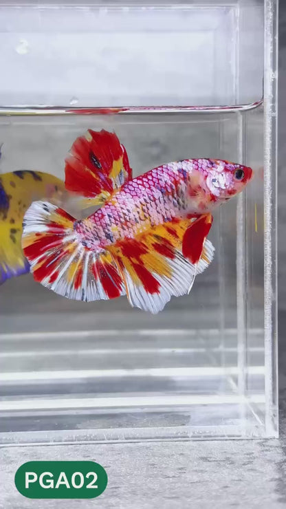 King Giant Plakat Male Betta Fish | You Pick Fish | High Grade