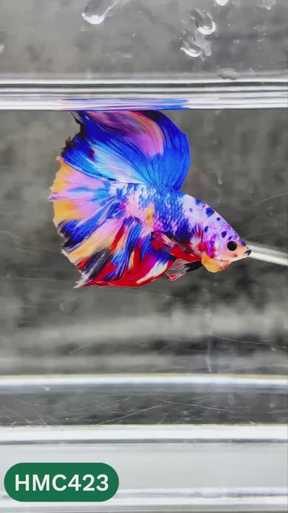 Multicolor Halfmoon Male Betta Fish | Order Directly From Farm | You Pick Fish
