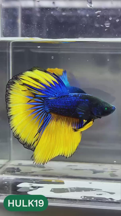 Black Hulk Halfmoon Male Betta Fish | You Pick Fish