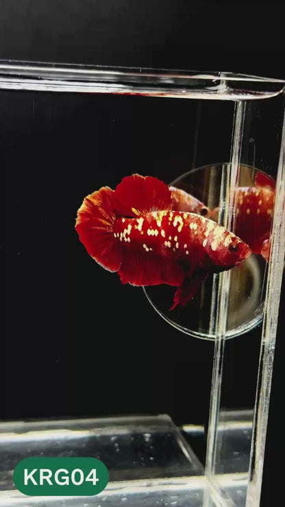 Koi Red Gold Galaxy Plakat Male Betta Fish | You Pick Fish