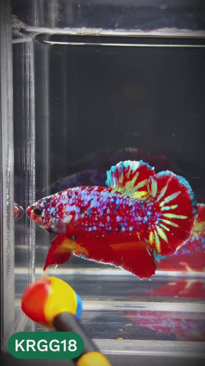 Golden Star Dust Galaxy Plakat Male Betta Fish | Super Rare | You Pick Fish
