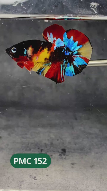 Multicolor Plakat Male Betta Fish |Show Grade|  You Pick Fish