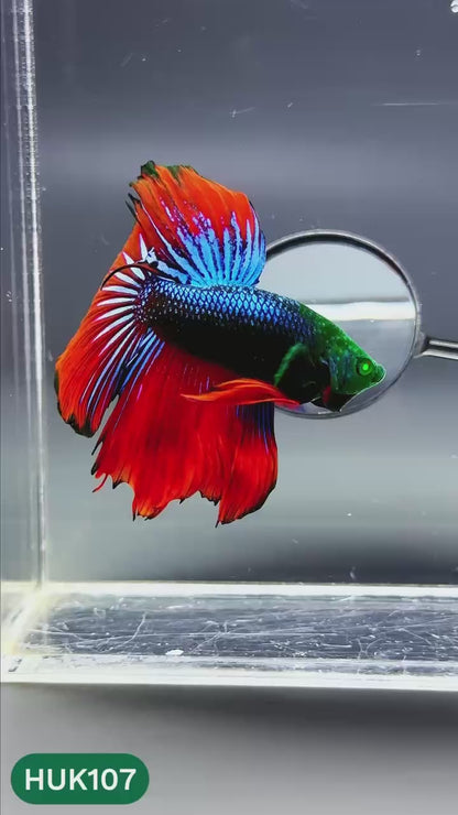 Black Hulk Halfmoon Male Betta Fish | You Pick Fish