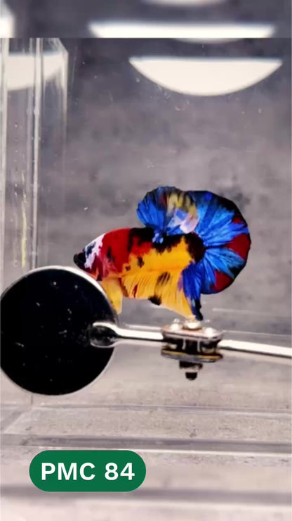 Multicolor Plakat Male Betta Fish |Show Grade|  You Pick Fish