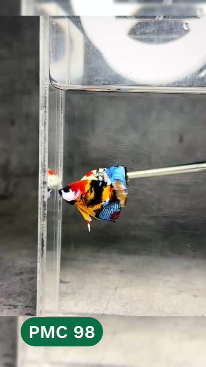 Multicolor Plakat Male Betta Fish |Show Grade|  You Pick Fish