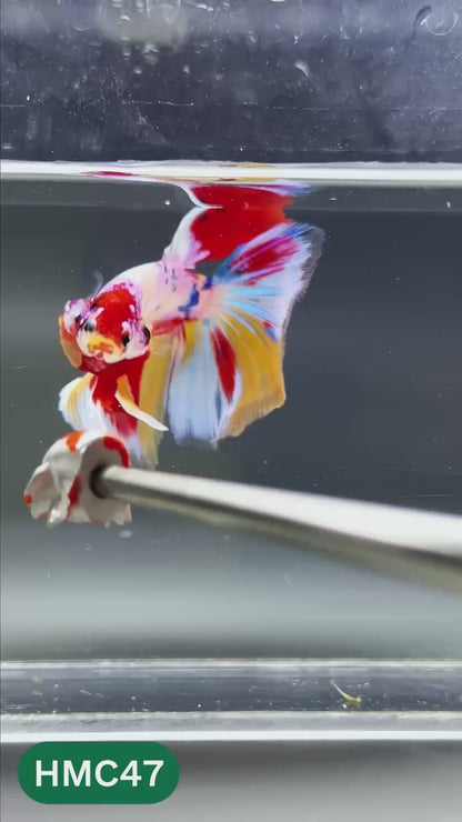 Multicolor Halfmoon Male Betta Fish | High Grade | Order Directly From Farm |  You Pick Fish