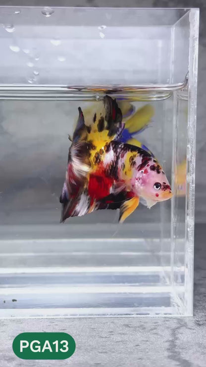 King Giant Plakat Male Betta Fish | You Pick Fish | High Grade