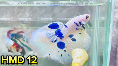 Blue Marble Dot Halfmoon Male Betta Fish | Order Directly From Farm | You Pick Fish