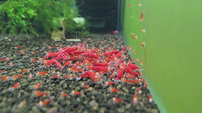 Santa Caridina Shrimp