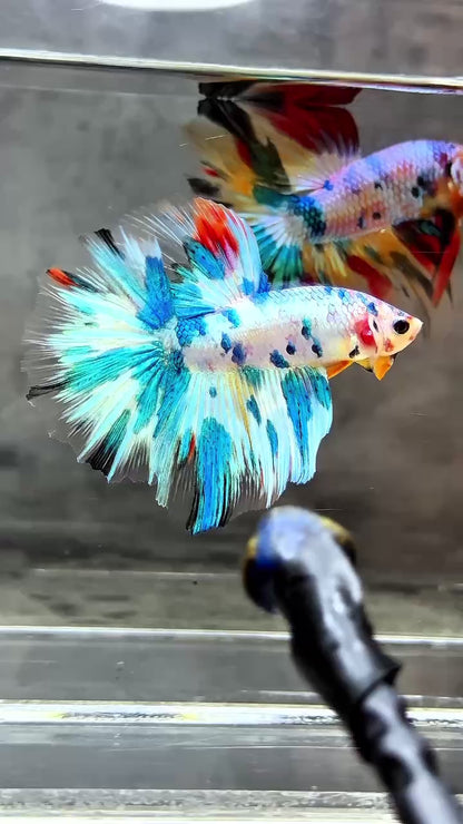 Multicolor Halfmoon Male Betta Fish | High Grade | Order Directly From Farm |  You Pick Fish |