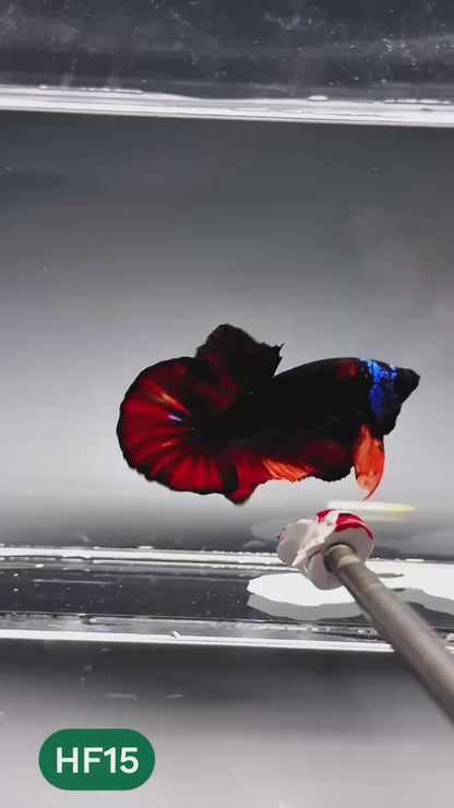 Dark Flame Hellfire Plakat Male Betta Fish | You Pick Fish | Exotic Betta