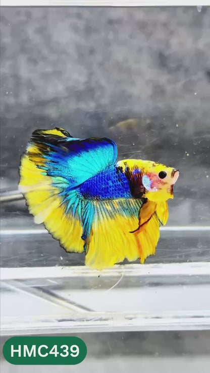 Multicolor Halfmoon Male Betta Fish | Order Directly From Farm | You Pick Fish