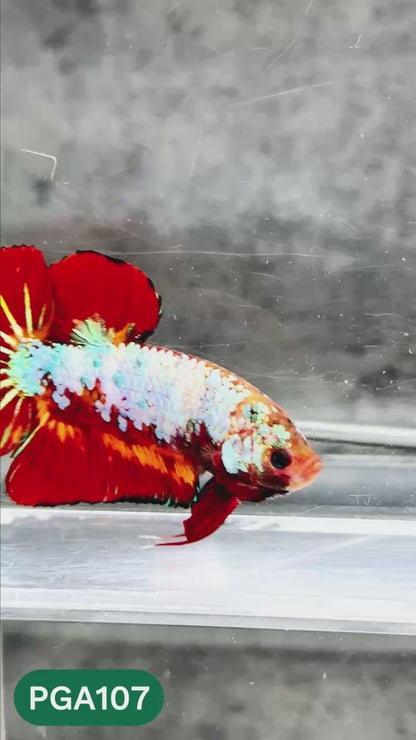 King Giant Plakat Male Betta Fish | You Pick Fish | High Grade