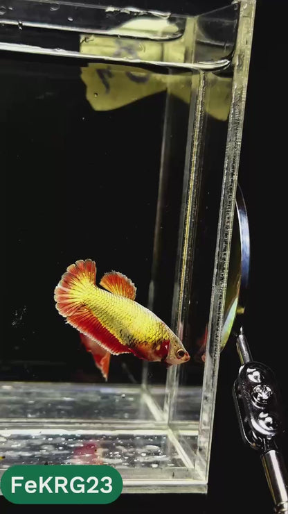 Koi Red Gold Female Betta Fish | You Pick Fish | High Grade