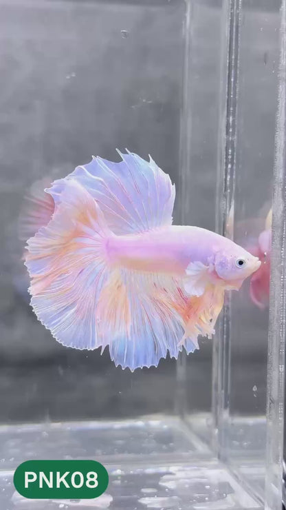 Pink Halfmoon Male Betta Fish | You Pick Fish | Order Directly From Farm