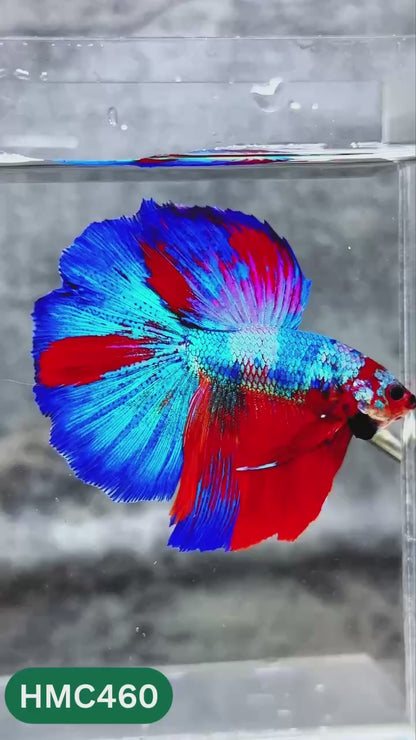 Multicolor Halfmoon Male Betta Fish | High Grade | Order Directly From Farm |  You Pick Fish |