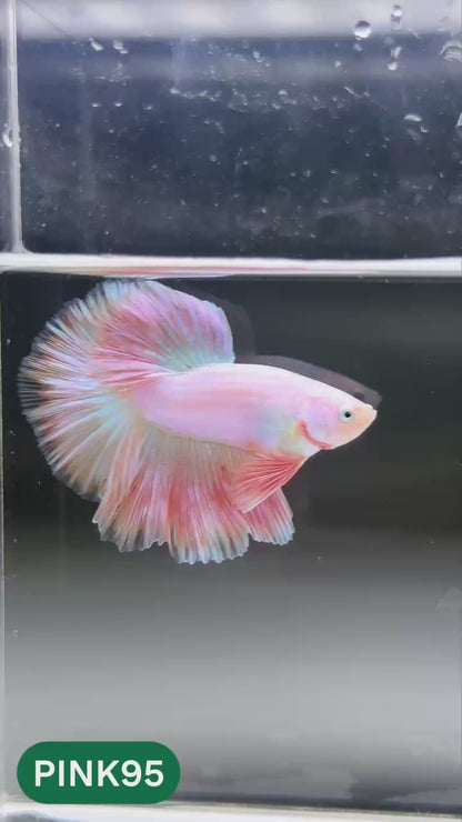 Pink Halfmoon Male Betta Fish | You Pick Fish | Order Directly From Farm