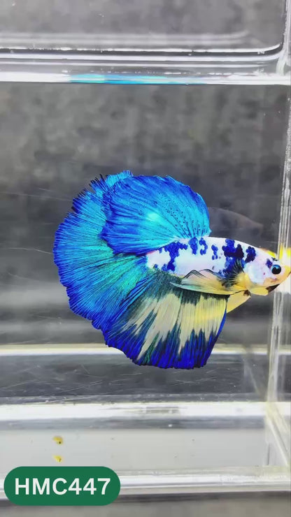 Multicolor Halfmoon Male Betta Fish | Order Directly From Farm | You Pick Fish