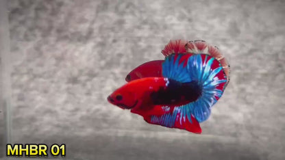 Hellboy Plakat Male Betta Fish | Order Directly From Farm | You Pick Fish