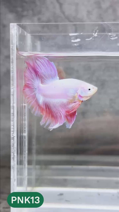Pink Halfmoon Male Betta Fish | You Pick Fish | Order Directly From Farm