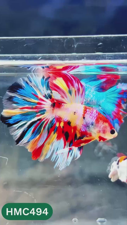 Multicolor Halfmoon Male Betta Fish | High Grade | Order Directly From Farm |  You Pick Fish |