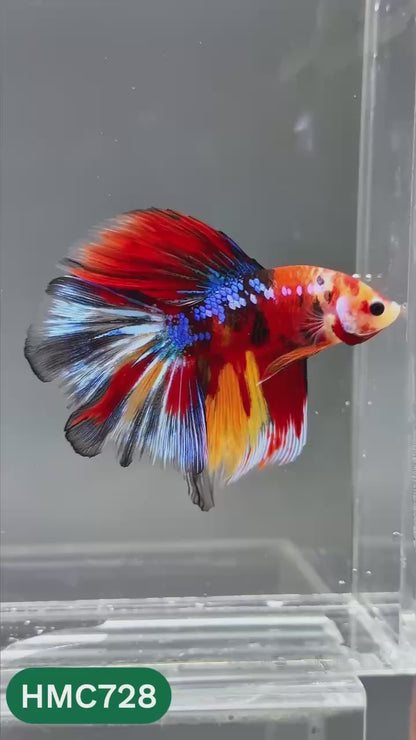 Multicolor Halfmoon Male Betta Fish | High Grade | Order Directly From Farm |  You Pick Fish |