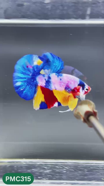 Multicolor Plakat Male Betta Fish | Show Grade |  You Pick Fish