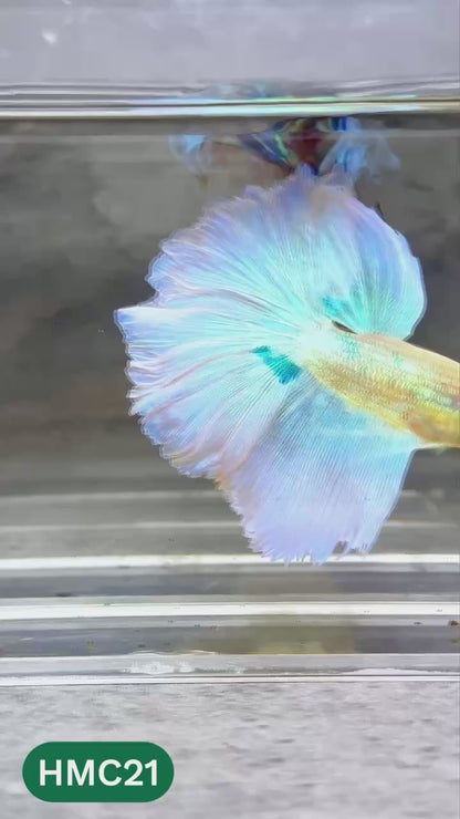 Multicolor Halfmoon Male Betta Fish | High Grade | Order Directly From Farm |  You Pick Fish |