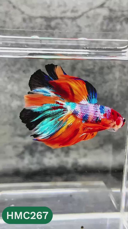 Multicolor Halfmoon Male Betta Fish | Order Directly From Farm | You Pick Fish