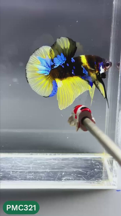 Multicolor Plakat Male Betta Fish | Show Grade |  You Pick Fish