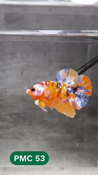 Multicolor Plakat Male Betta Fish |Show Grade|  You Pick Fish