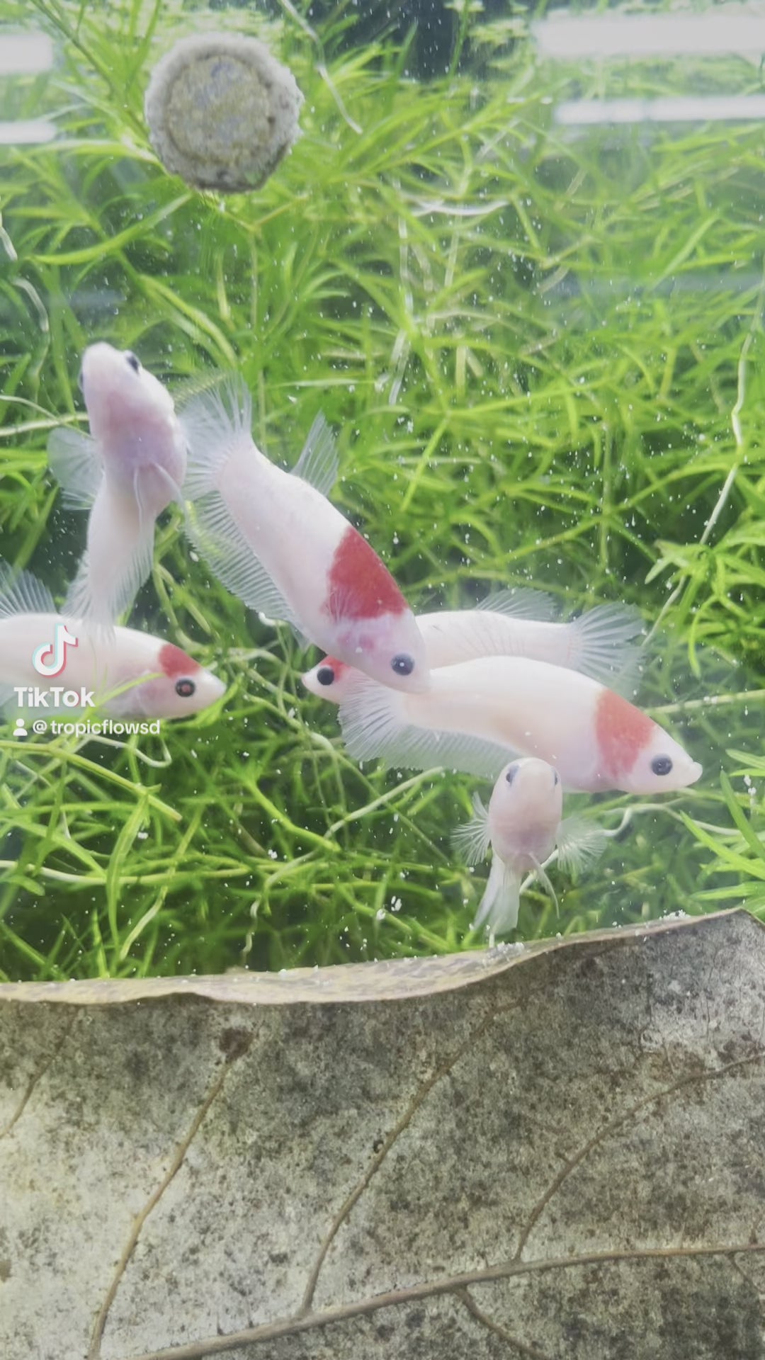 Tancho Female Betta Fish