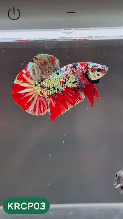 Koi Red Copper Plakat Male Betta Fish | You Pick Fish
