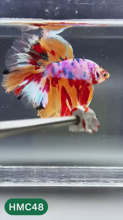 Multicolor Halfmoon Male Betta Fish | High Grade | Order Directly From Farm |  You Pick Fish