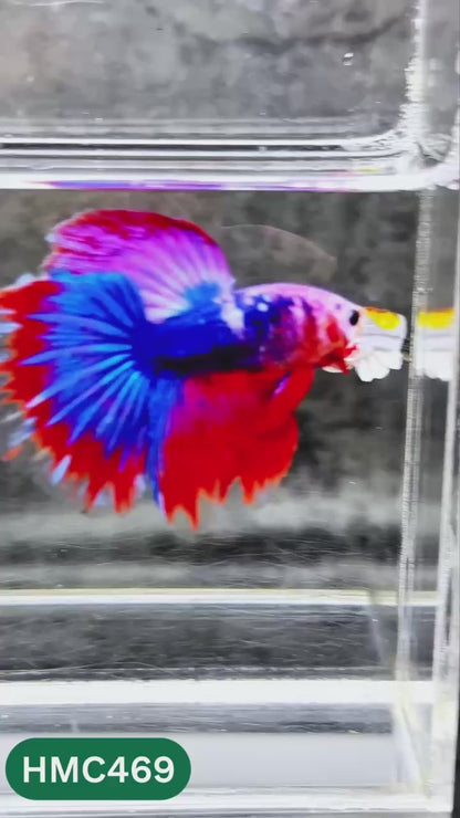 Multicolor Halfmoon Male Betta Fish | Order Directly From Farm | You Pick Fish