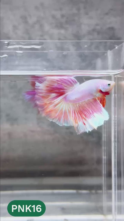 Pink Halfmoon Male Betta Fish | You Pick Fish | Order Directly From Farm