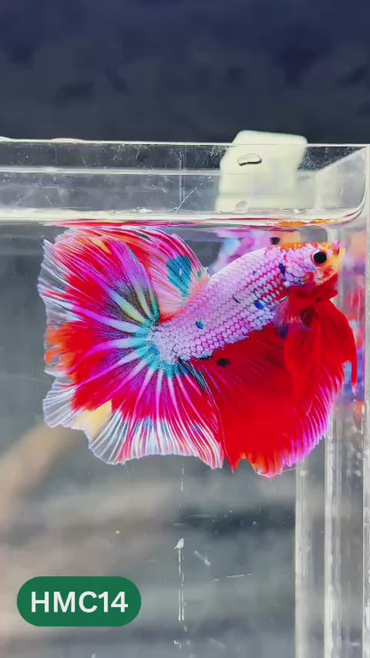 Multicolor Halfmoon Male Betta Fish | Order Directly From Farm | You Pick Fish