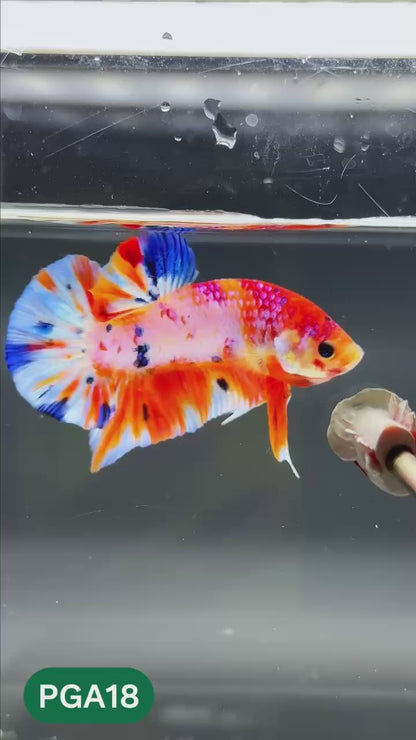 King Giant Plakat Male Betta Fish | You Pick Fish | High Grade