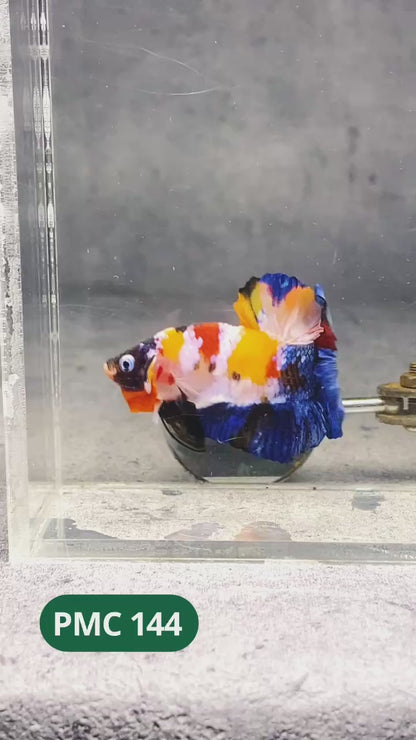 Multicolor Plakat Male Betta Fish |Show Grade|  You Pick Fish