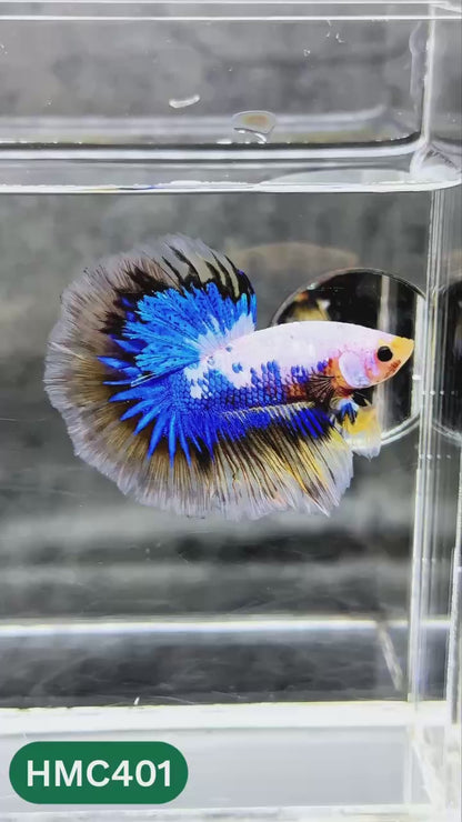 Multicolor Halfmoon Male Betta Fish | Order Directly From Farm | You Pick Fish