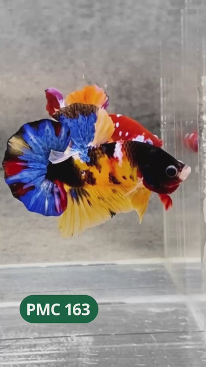 Multicolor Plakat Male Betta Fish |Show Grade|  You Pick Fish