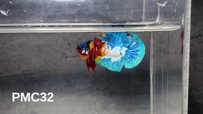 Multicolor Plakat Male Betta Fish |Show Grade|  You Pick Fish