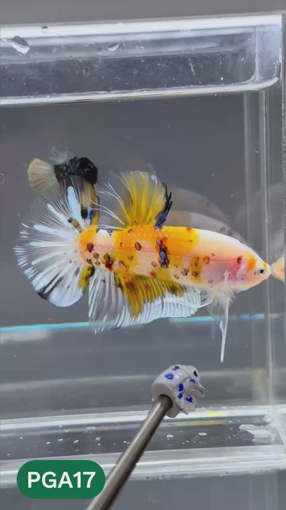 King Giant Plakat Male Betta Fish | You Pick Fish | High Grade